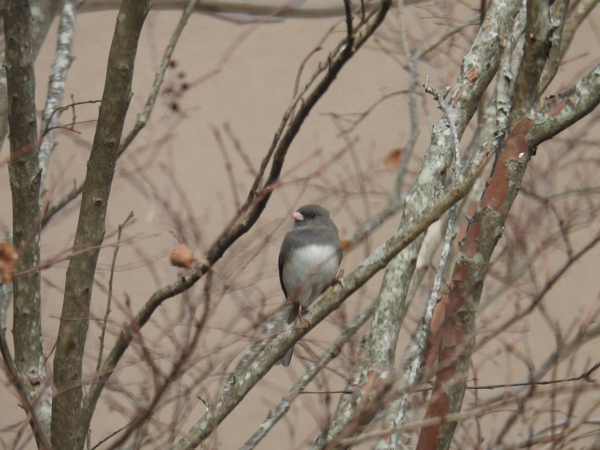 Dark-eyed Junco (Slate-colored) - ML646152021