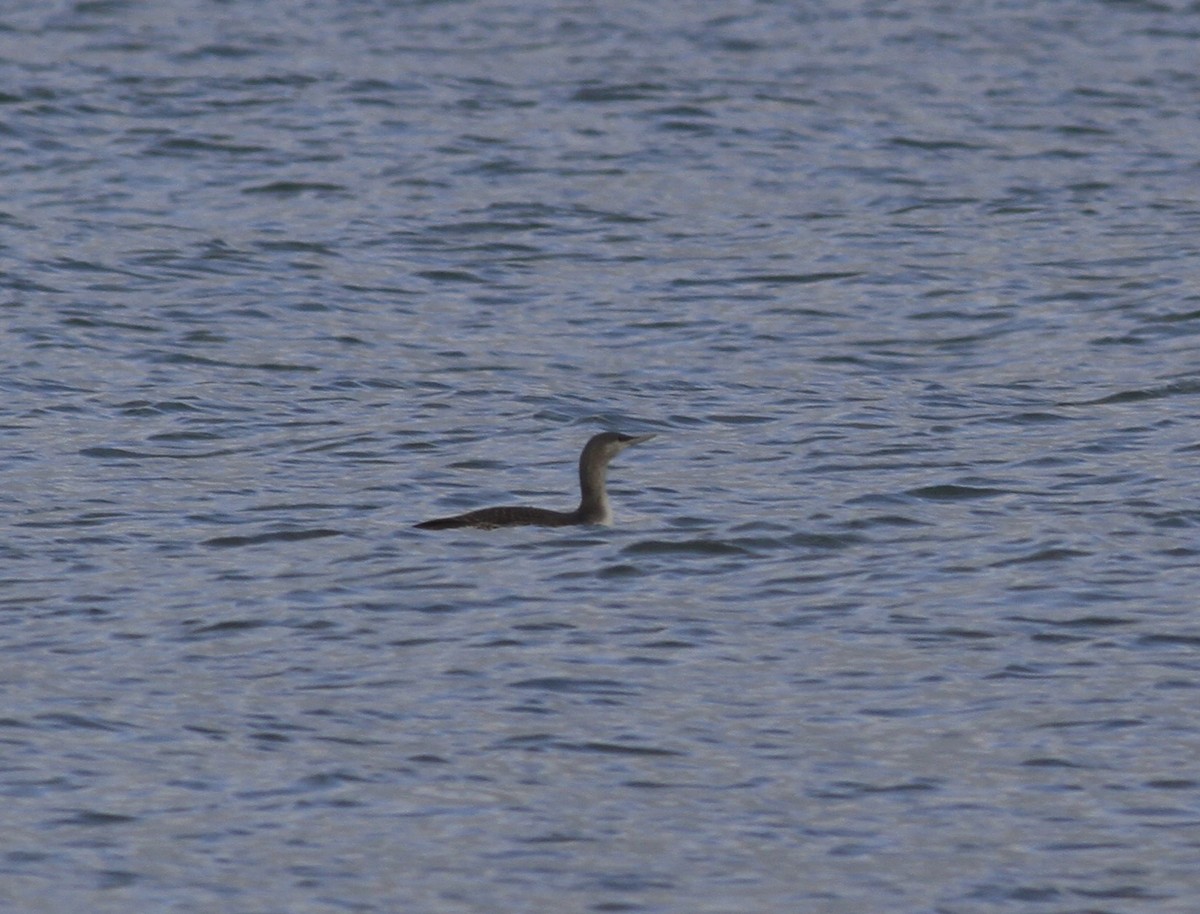 Red-throated Loon - ML646152022