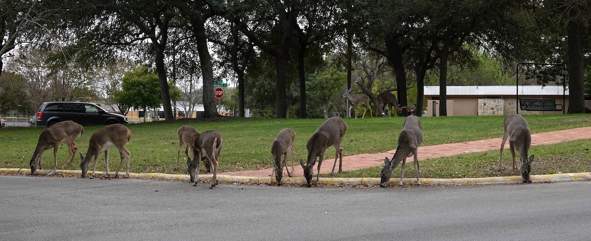 White-tailed Deer - ML646152023