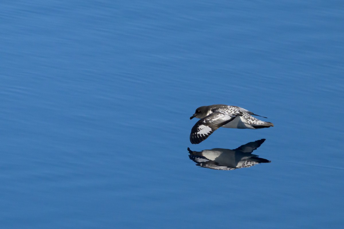 Damier du Cap (capense) - ML646152028