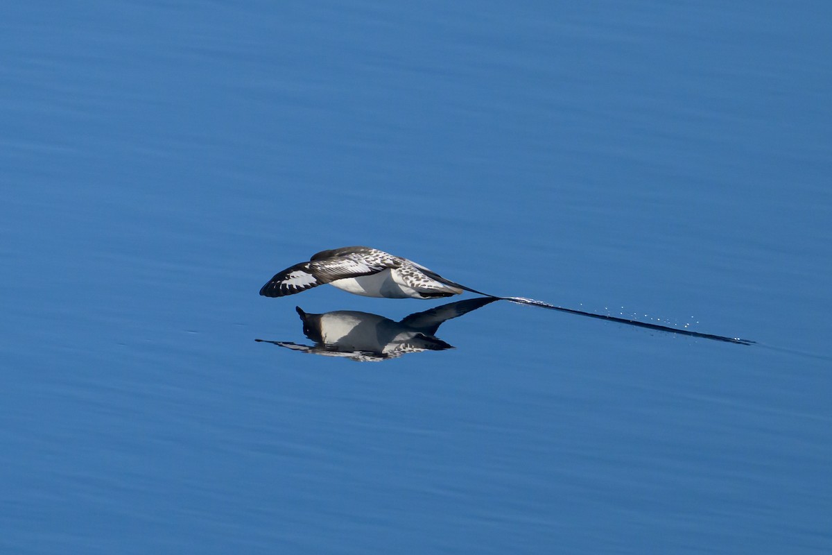 Damier du Cap (capense) - ML646152029