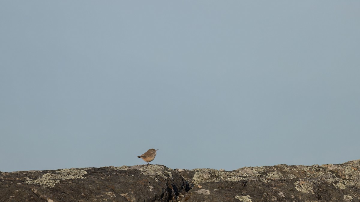 Rock Wren - ML646152036