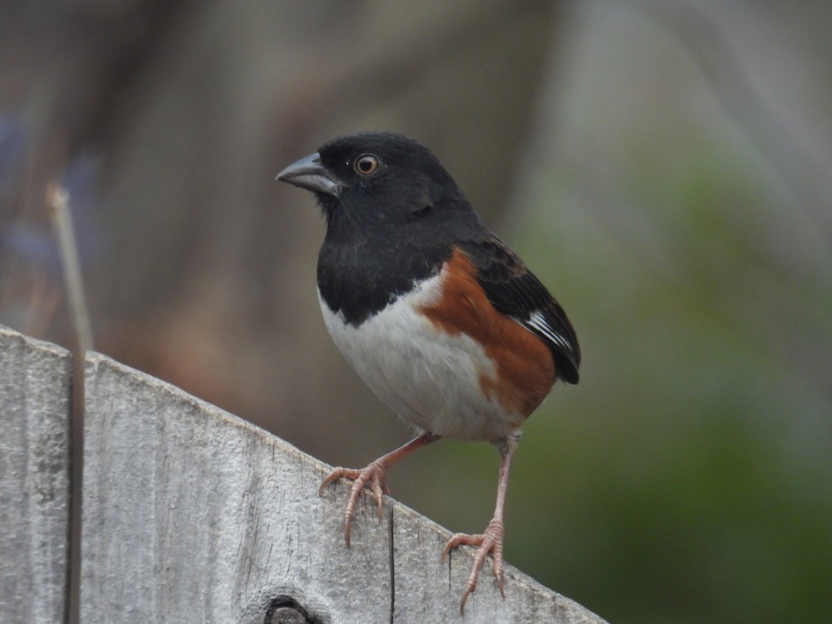 Eastern Towhee (White-eyed) - ML646152052