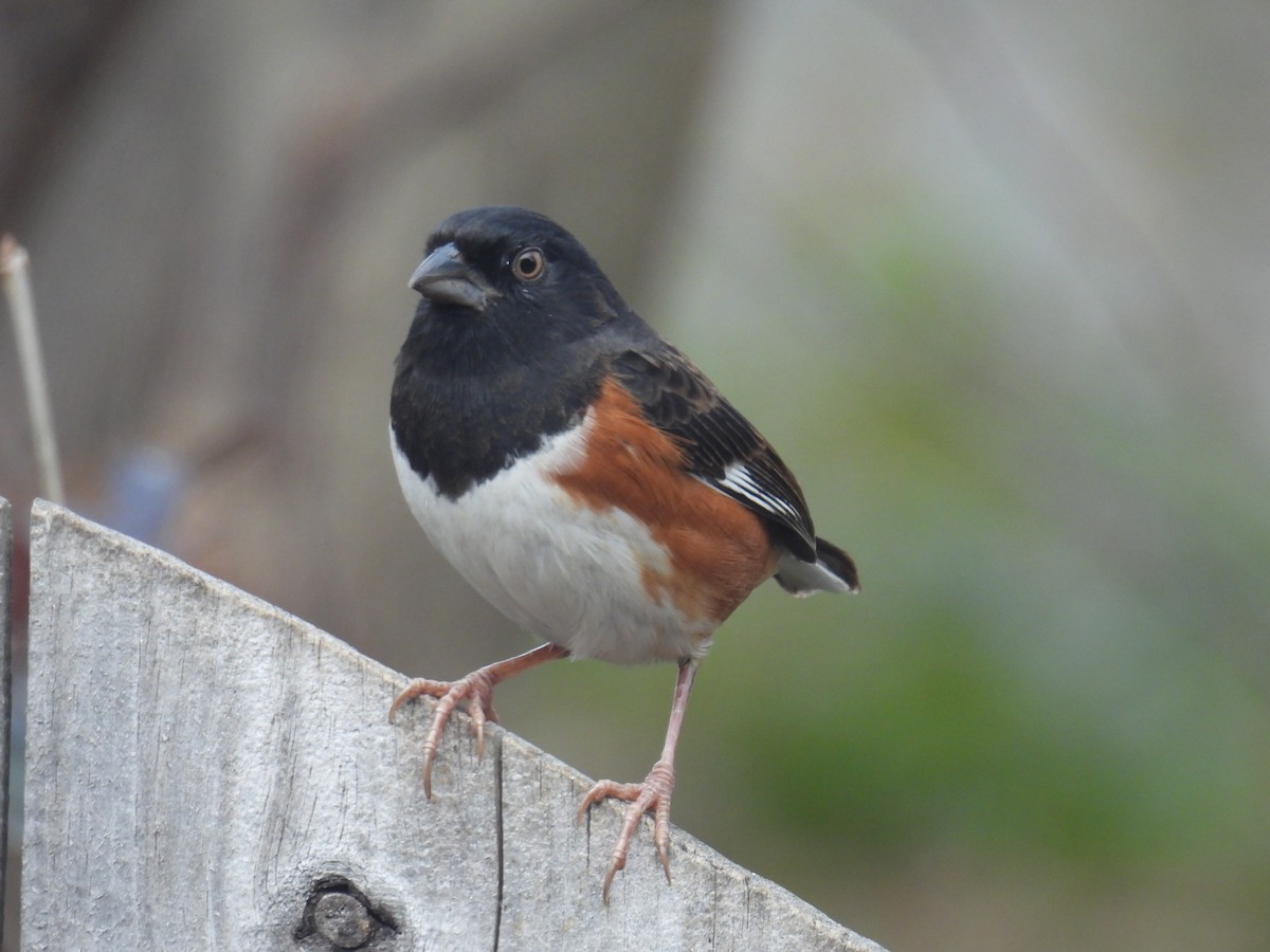 Eastern Towhee (White-eyed) - ML646152053