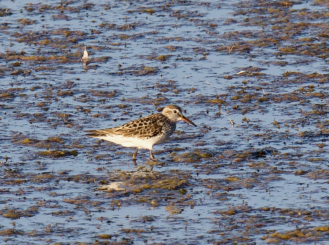 Бонапартов песочник - ML646152054