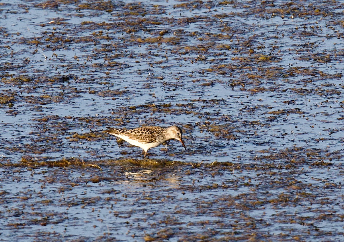 Бонапартов песочник - ML646152055