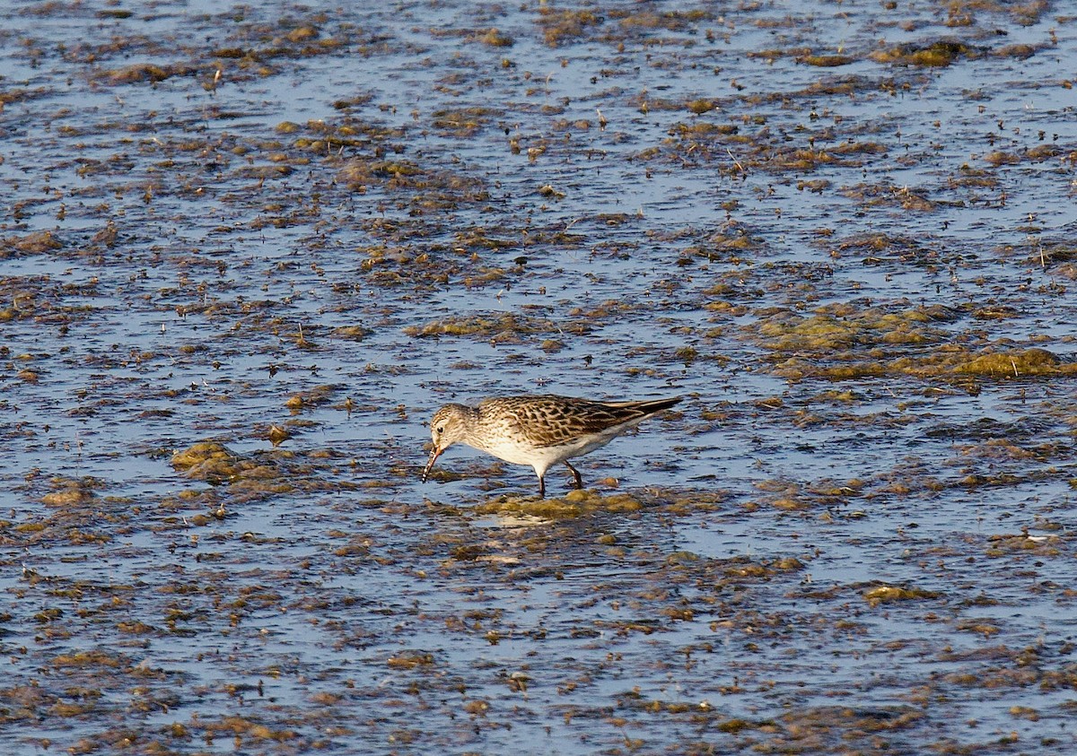 Бонапартов песочник - ML646152056