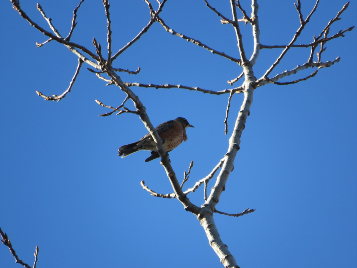 American Robin - ML646152061