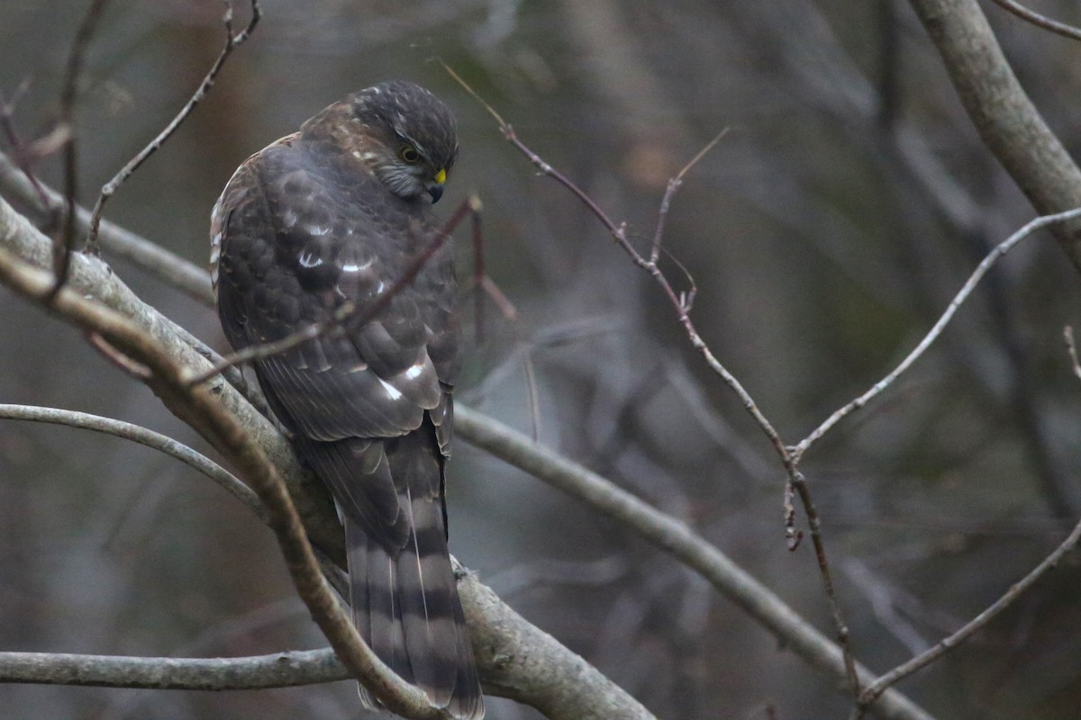 Sharp-shinned Hawk - ML646152067