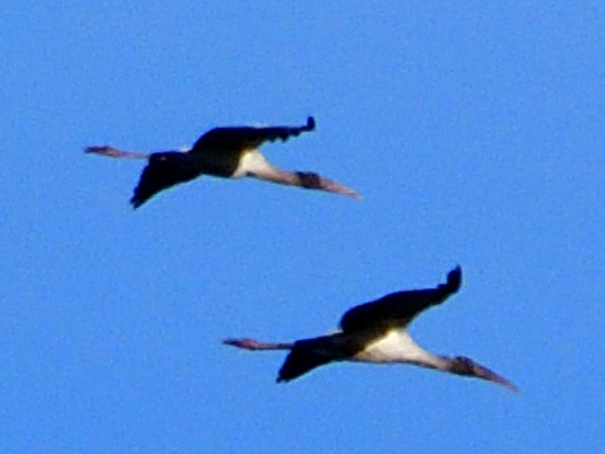 Wood Stork - ML646152075