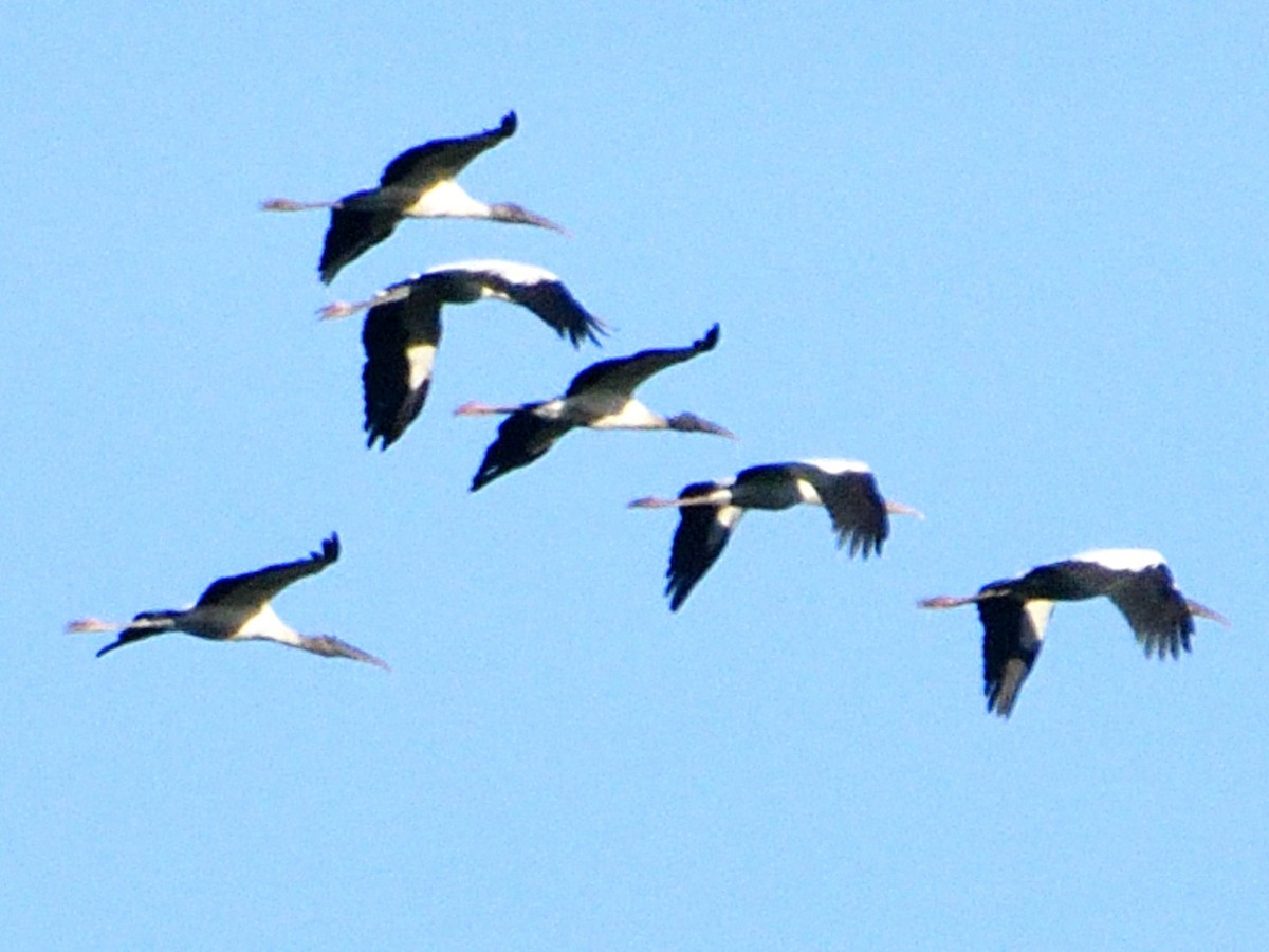 Wood Stork - ML646152076