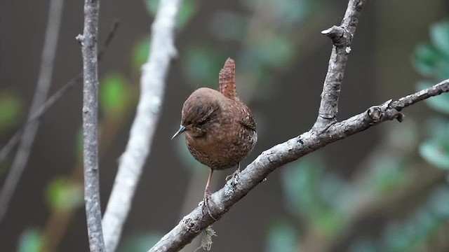 Winter Wren - ML646152079