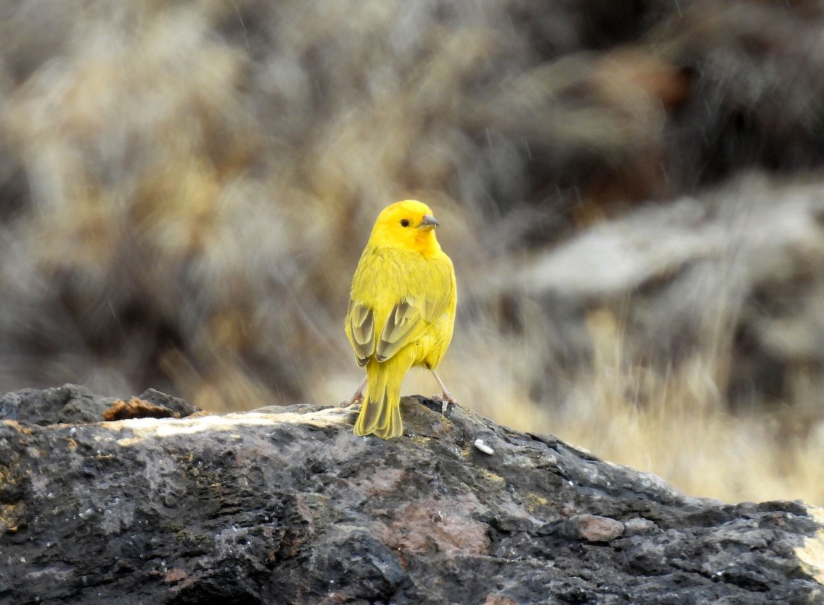 Saffron Finch - ML646152080