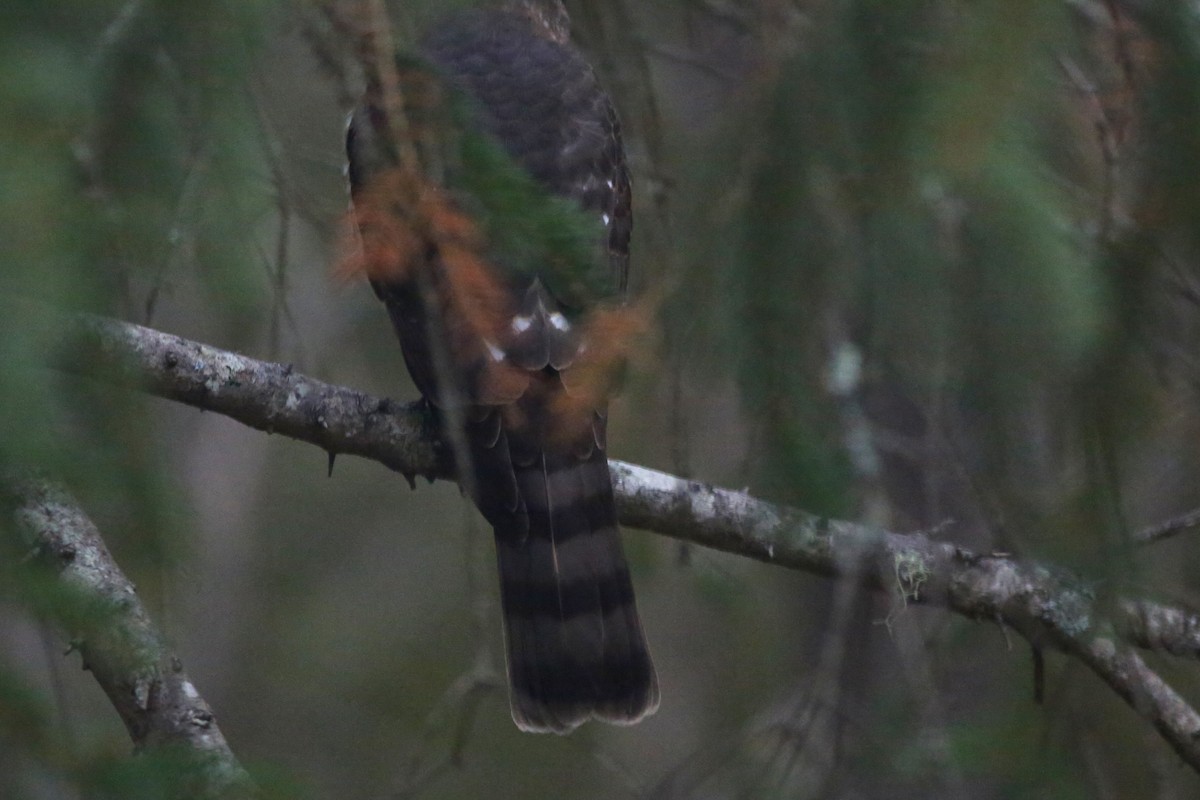 Sharp-shinned Hawk - ML646152083