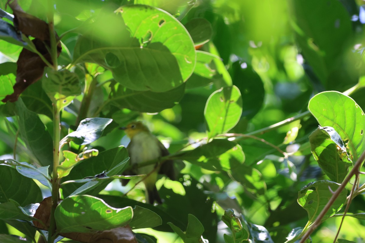 Пепельнобрюхая белоглазка - ML646152084