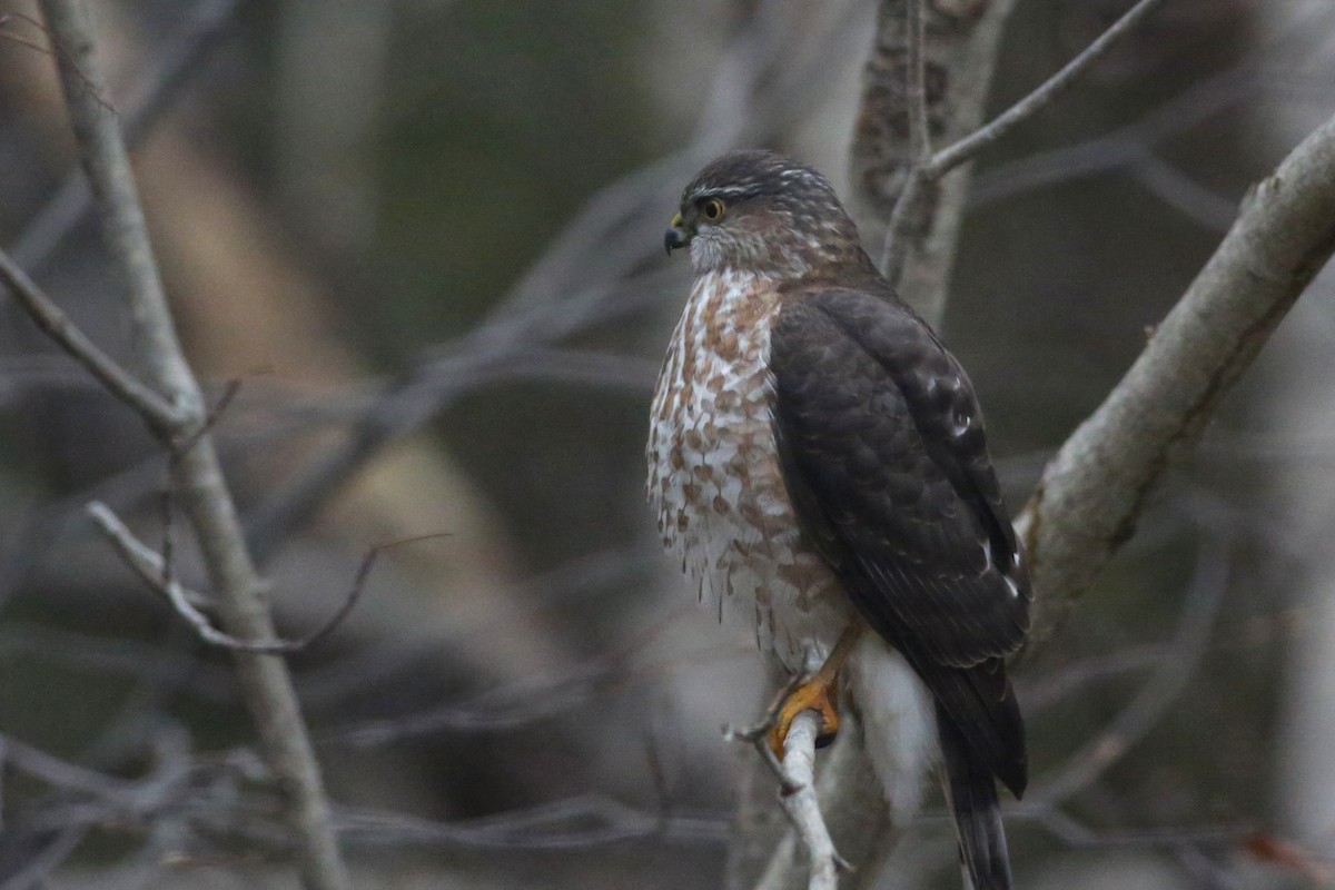 Sharp-shinned Hawk - ML646152087