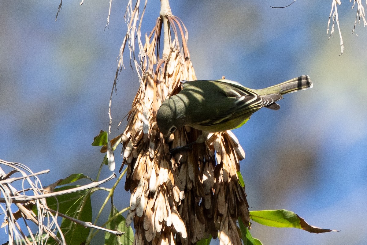 Cassin's/Blue-headed Vireo - ML646152094