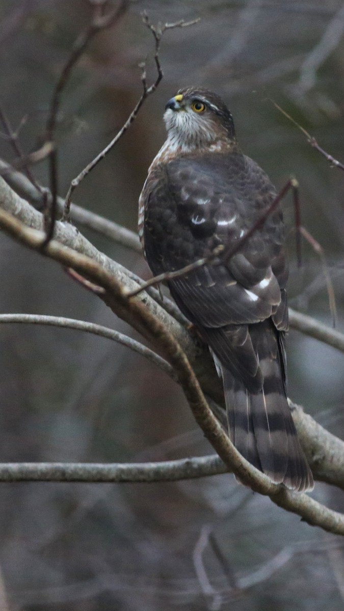 Sharp-shinned Hawk - ML646152096