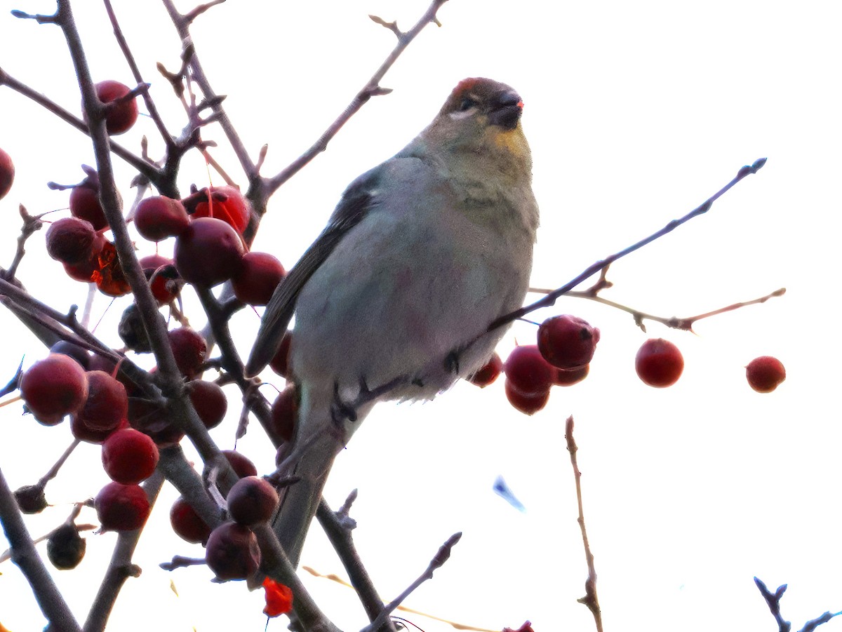 Tayga Çütresi - ML646152097