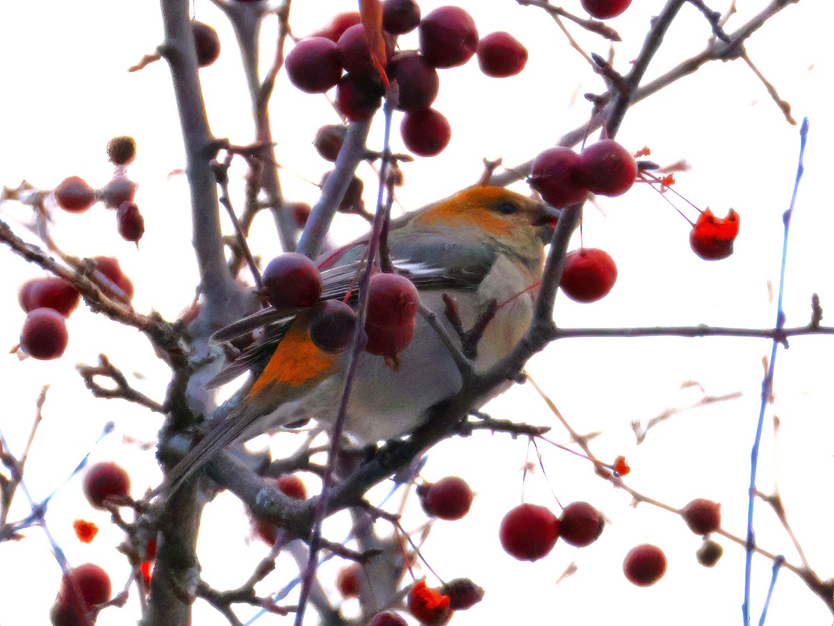 Tayga Çütresi - ML646152098