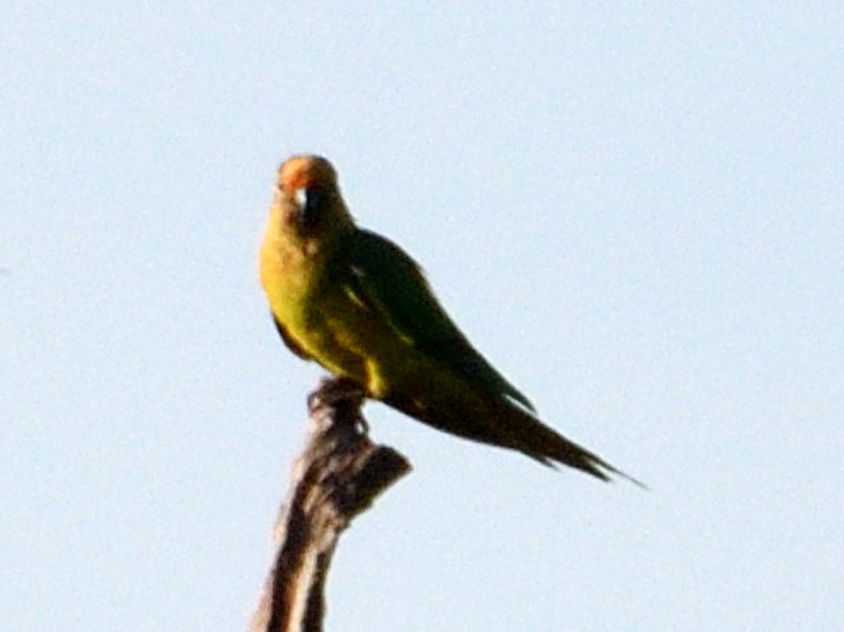 Peach-fronted Parakeet - ML646152099