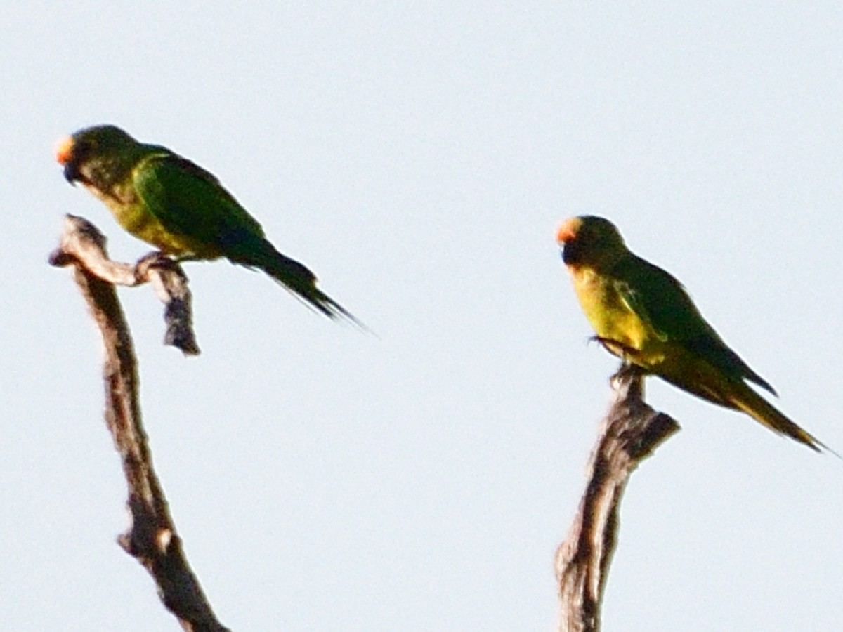 Peach-fronted Parakeet - ML646152100