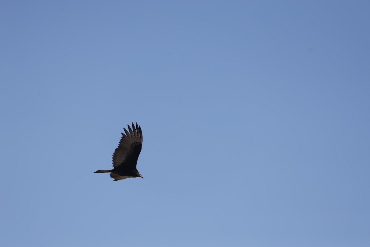 Urubu à tête rouge (aura/septentrionalis) - ML646152104