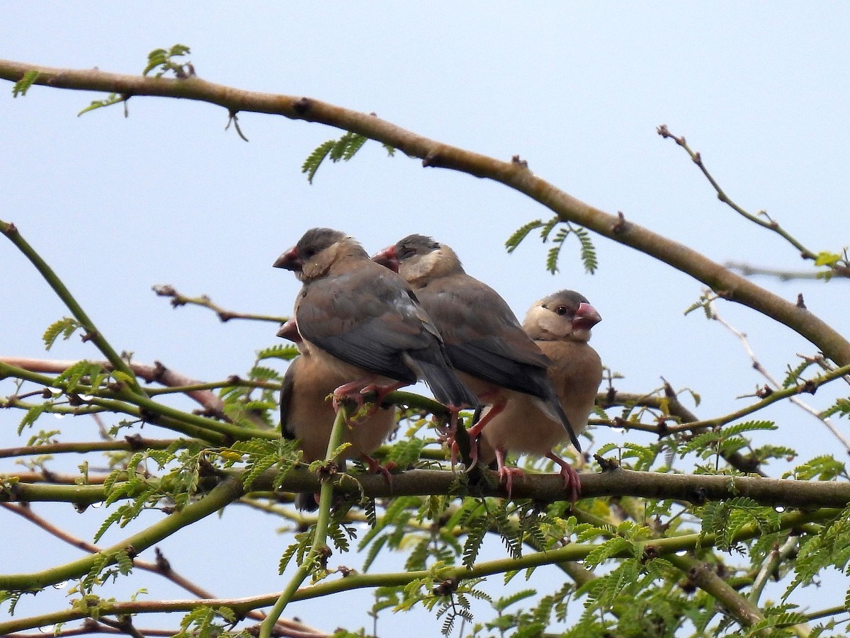 Java Sparrow - ML646152111