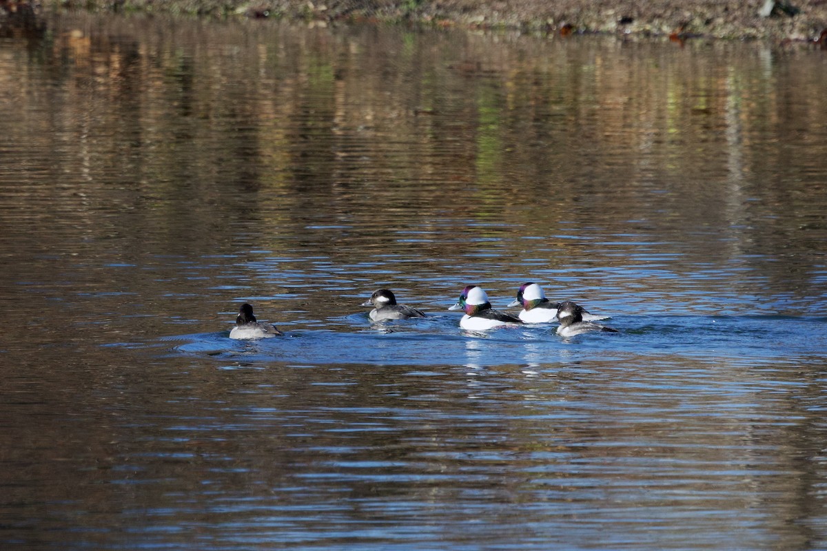 Bufflehead - ML646152112