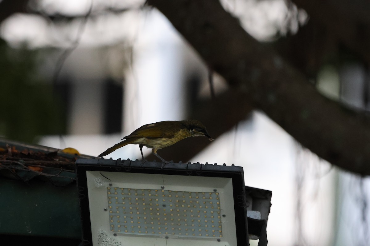 Varied Honeyeater - ML646152114