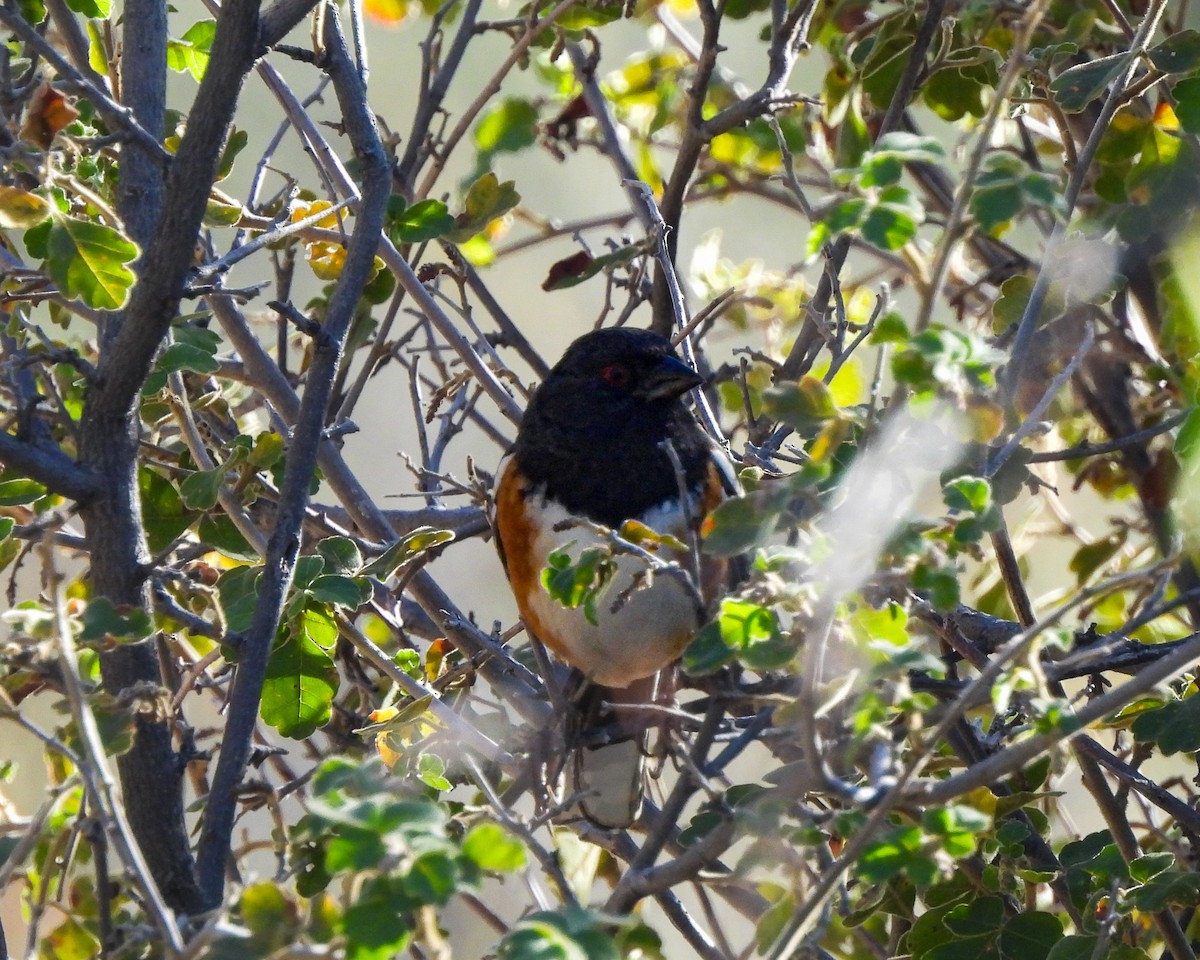 Spotted Towhee - ML646152115