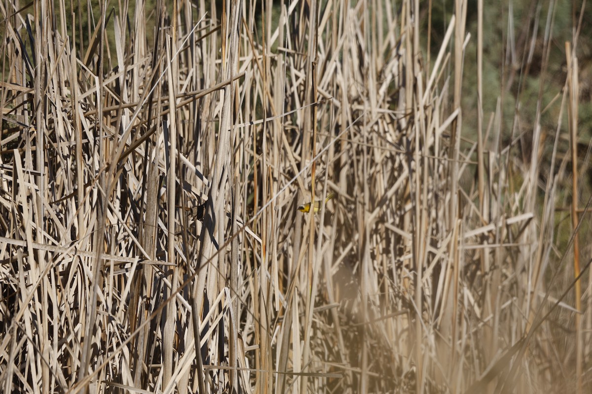 Common Yellowthroat - ML646152117