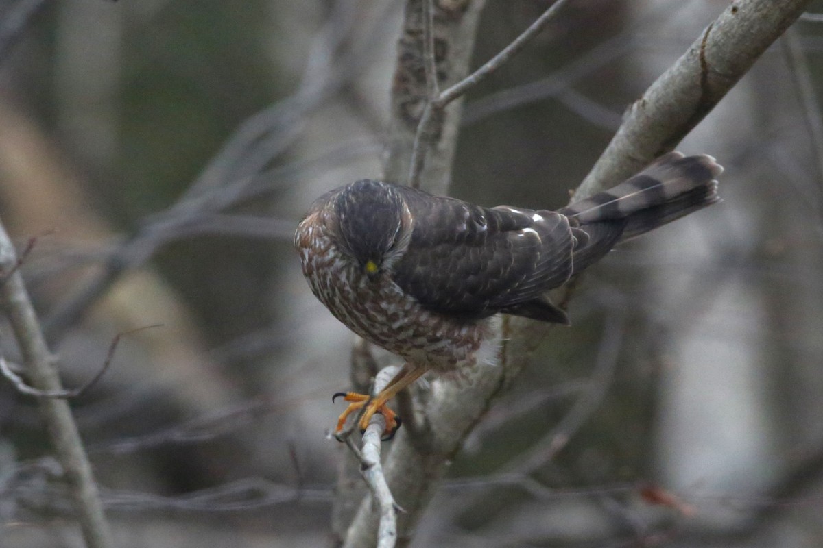 Sharp-shinned Hawk - ML646152119