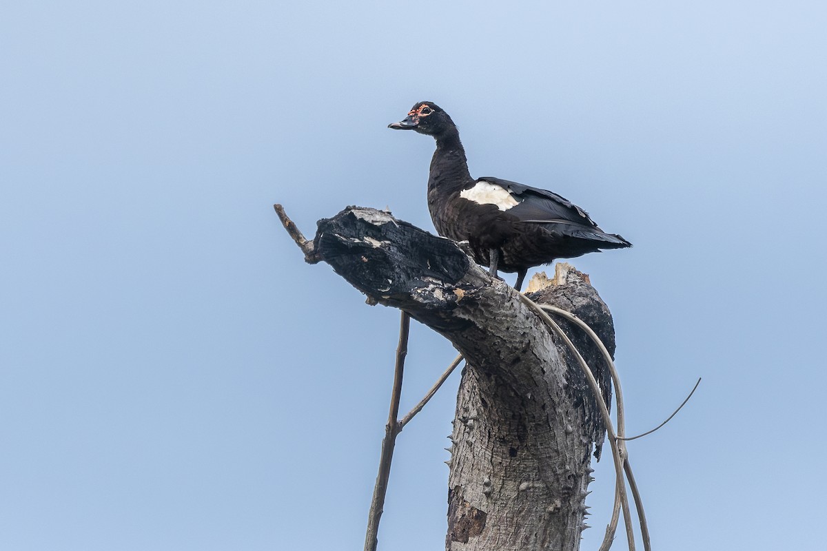 Muscovy Duck - ML646152120