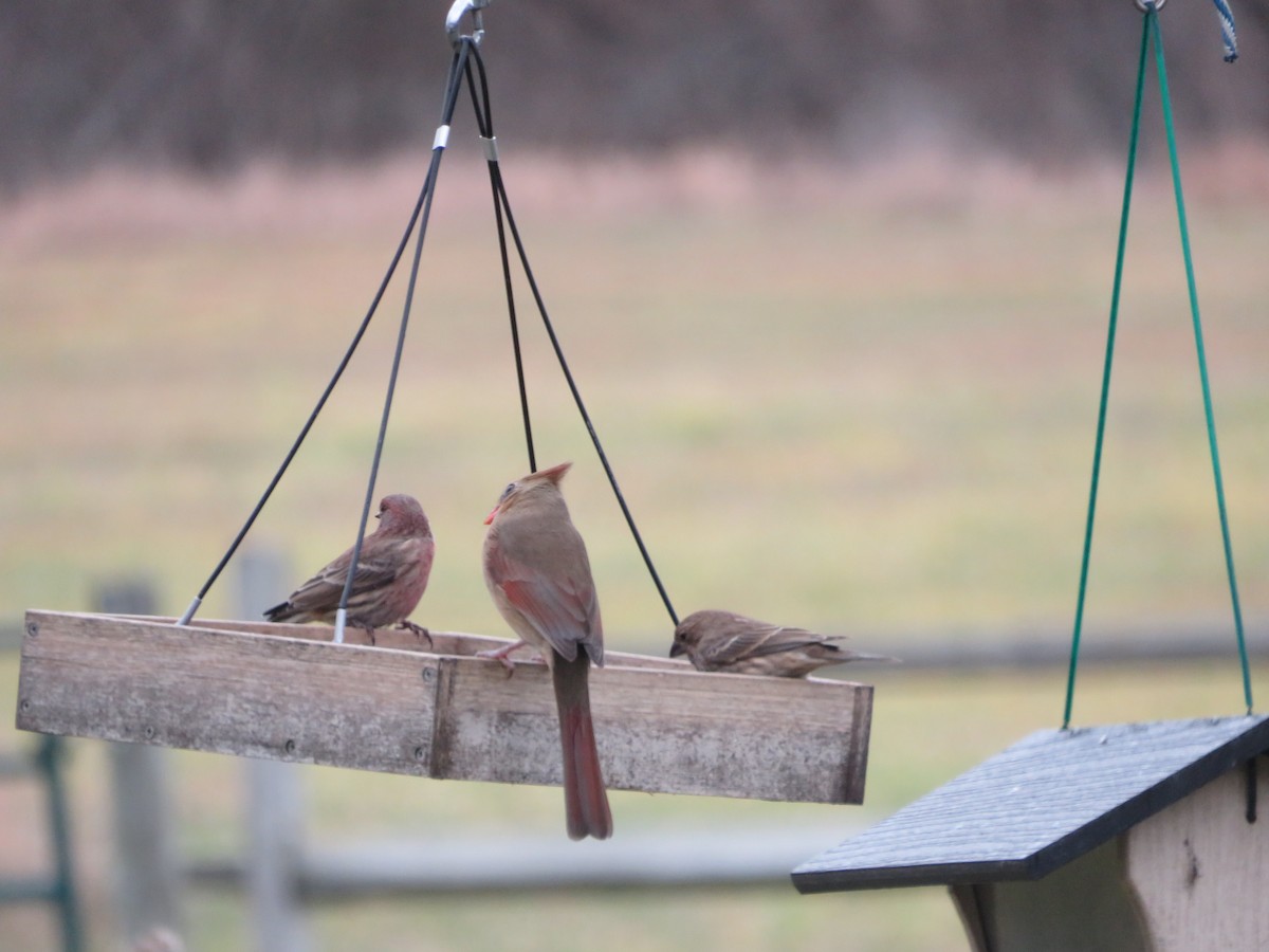 House Finch - ML646152121