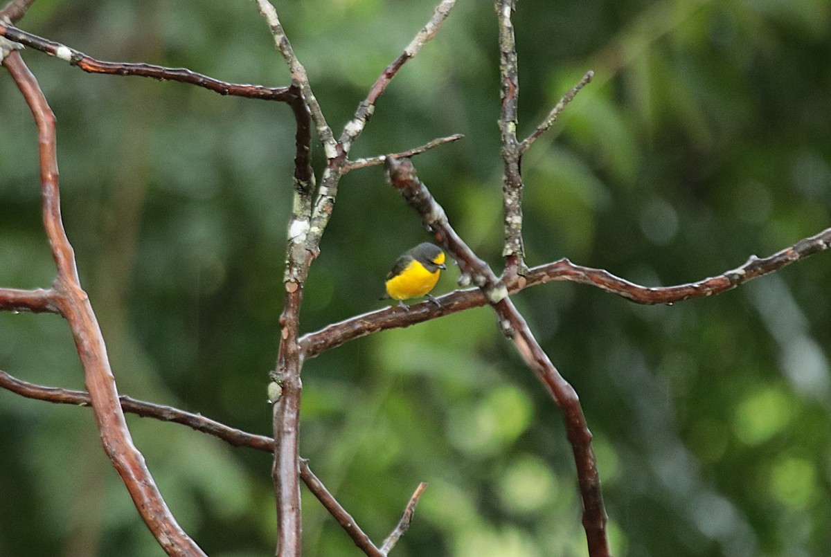 Purple-throated Euphonia - ML646152124