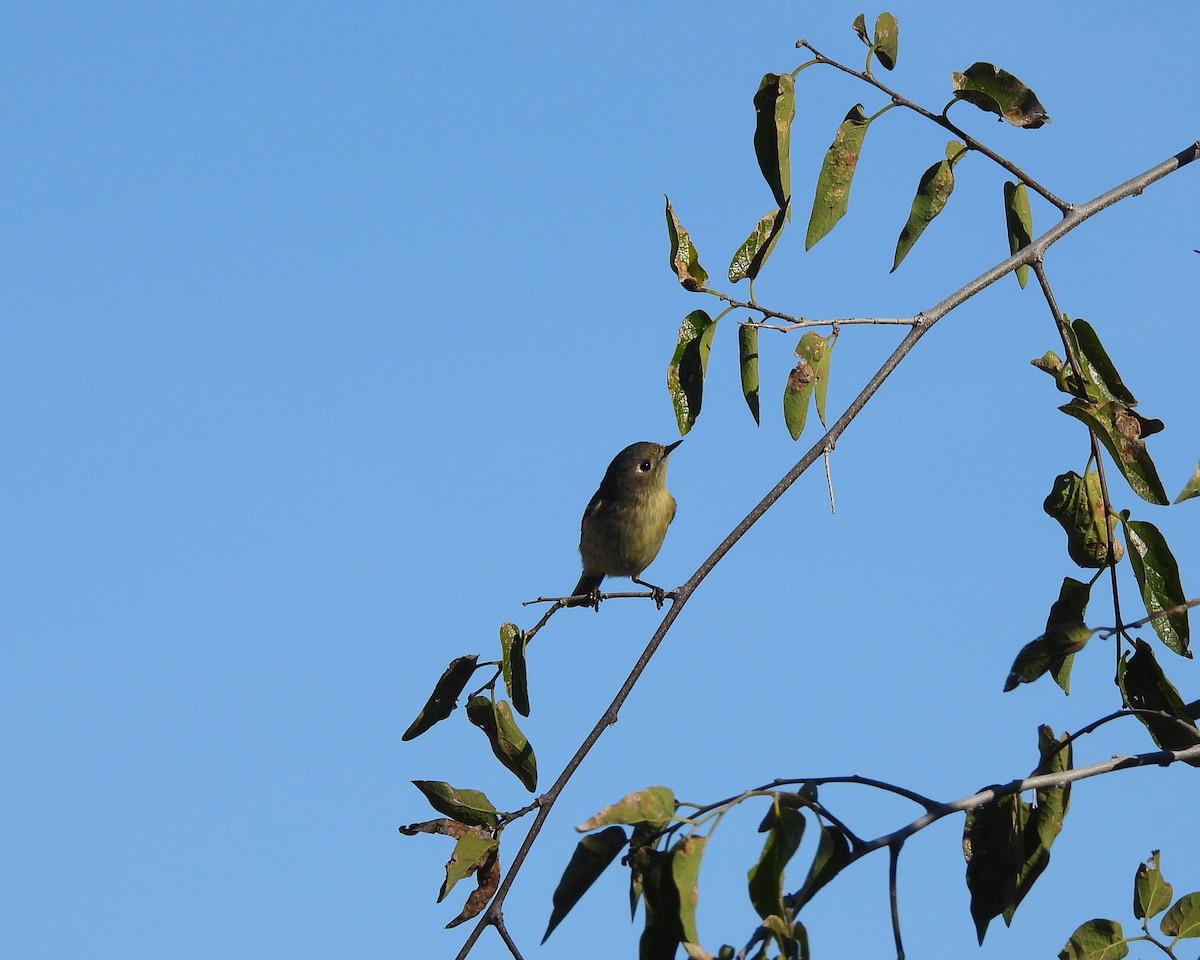 Ruby-crowned Kinglet - ML646152125
