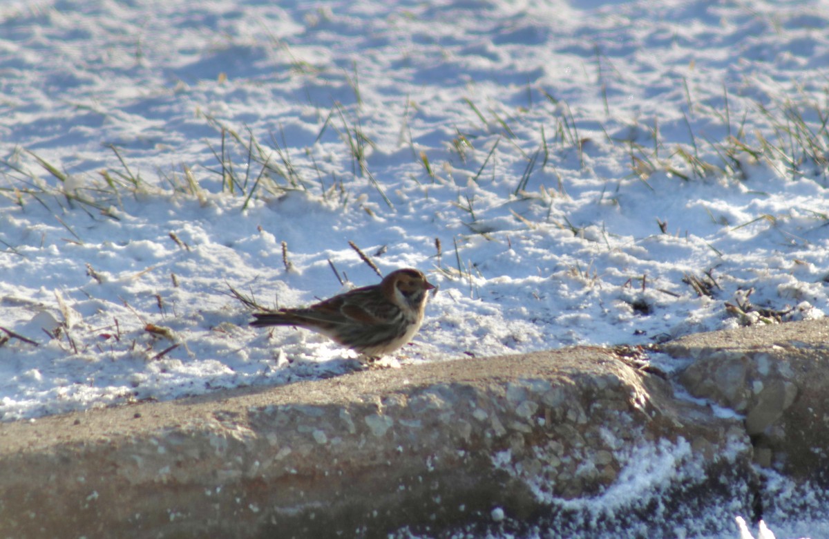 Lapland Longspur - ML646152133