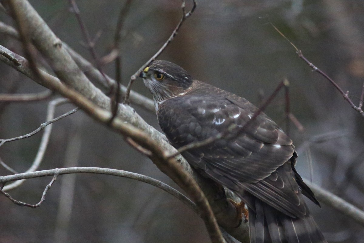 Sharp-shinned Hawk - ML646152136