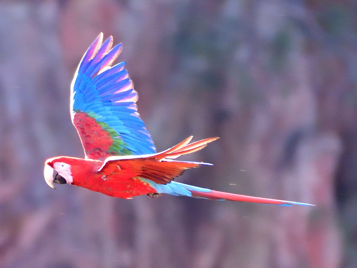 Red-and-green Macaw - ML646152138