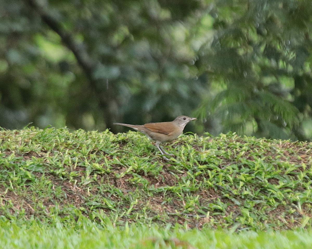 Pale-breasted Thrush - ML646152141