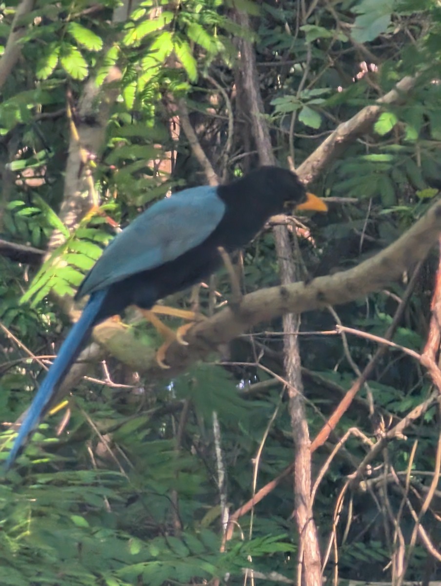 Yucatan Jay - ML646152147