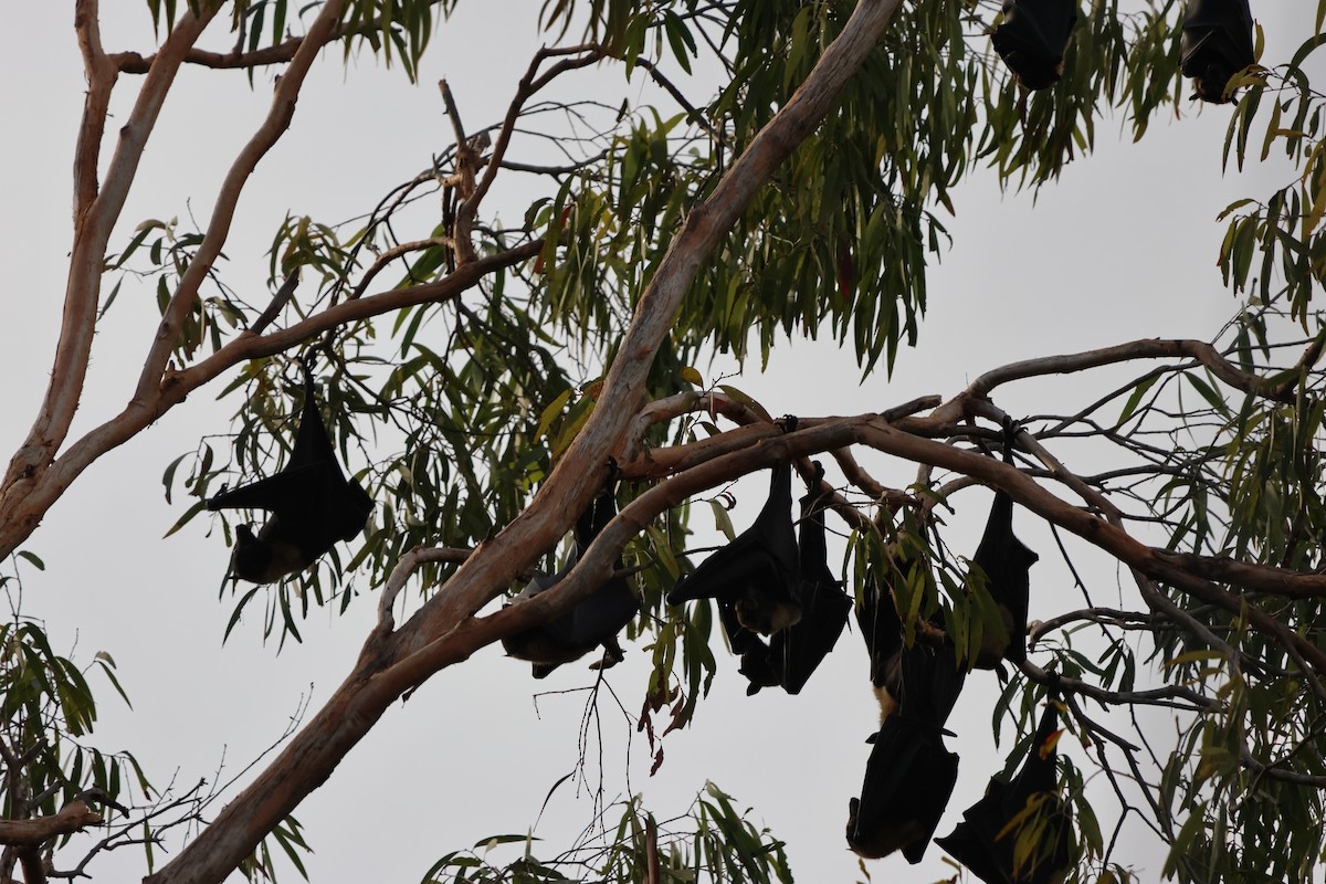 Spectacled Flying-fox - ML646152183