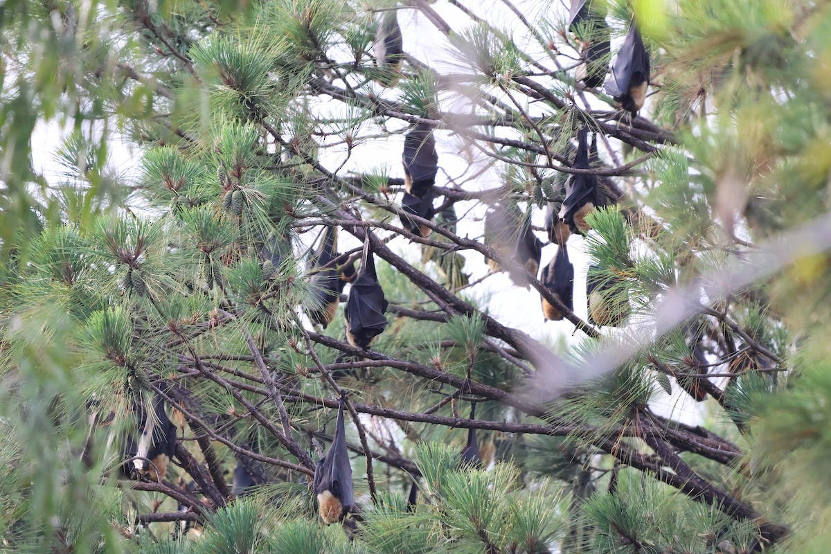 Spectacled Flying-fox - ML646152185