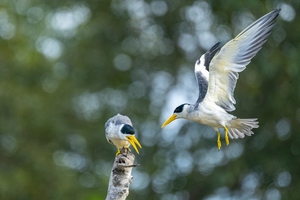 Large-billed Tern - ML646152187