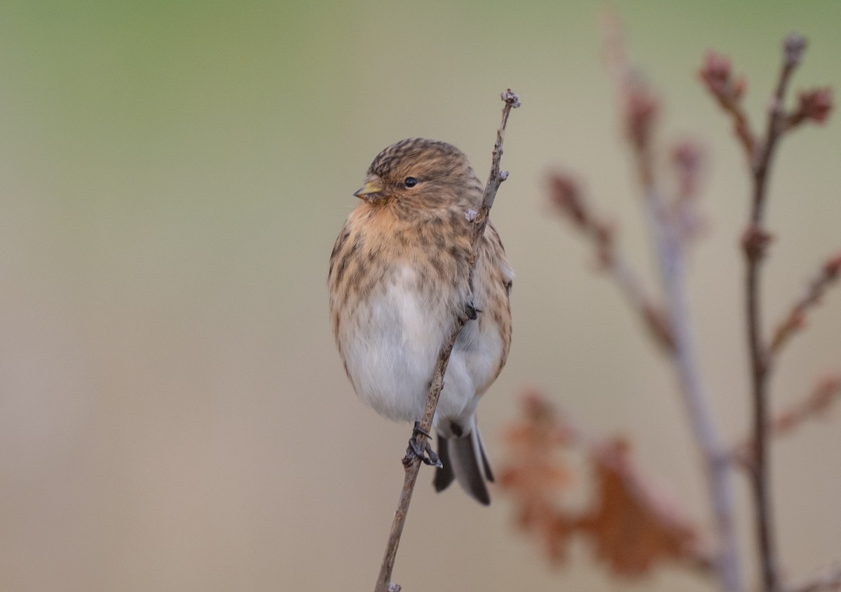 Twite - ML646152192