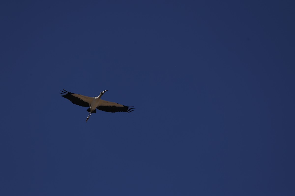 Wood Stork - ML646152201