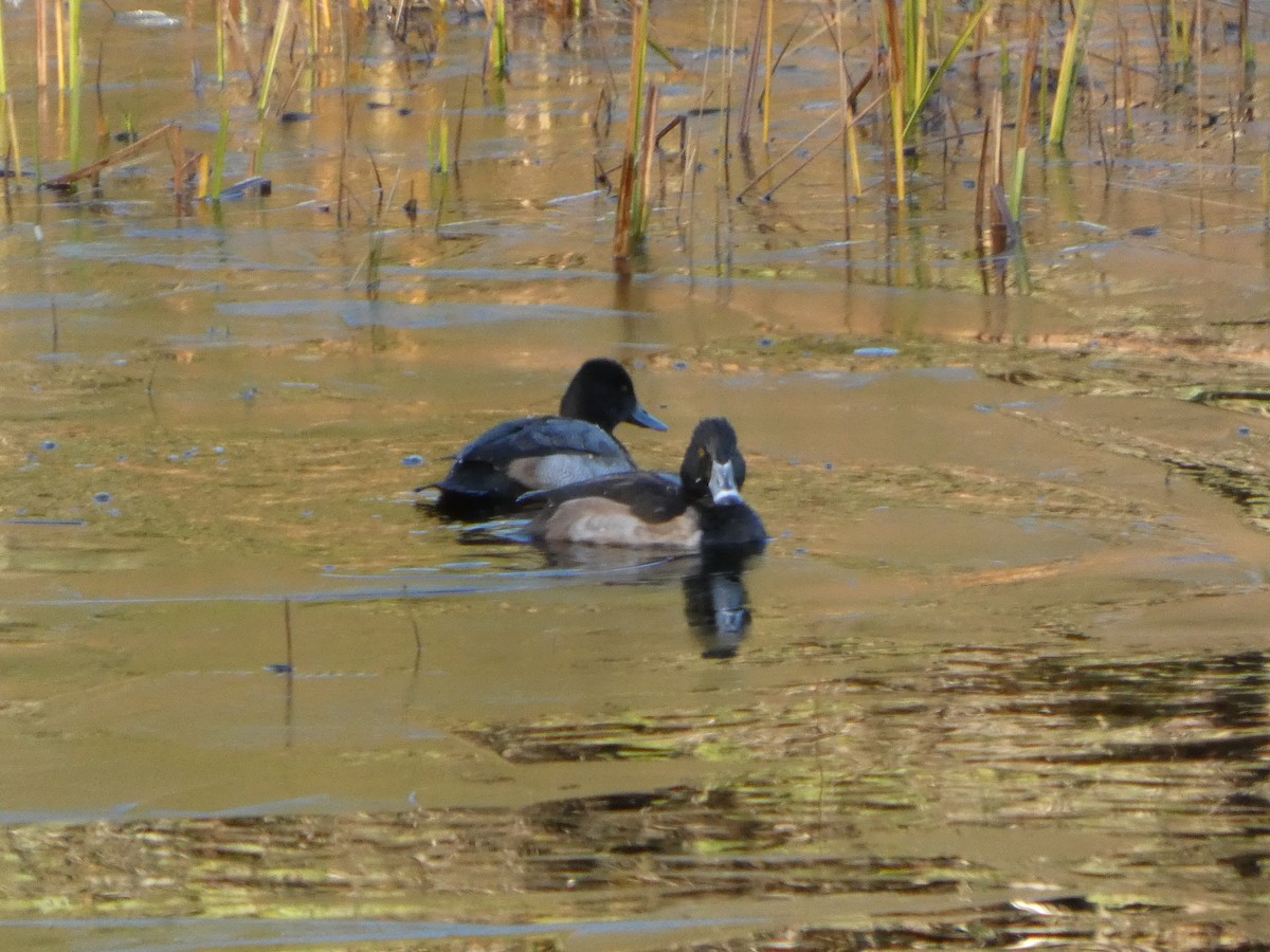 Ring-necked Duck - ML646152210