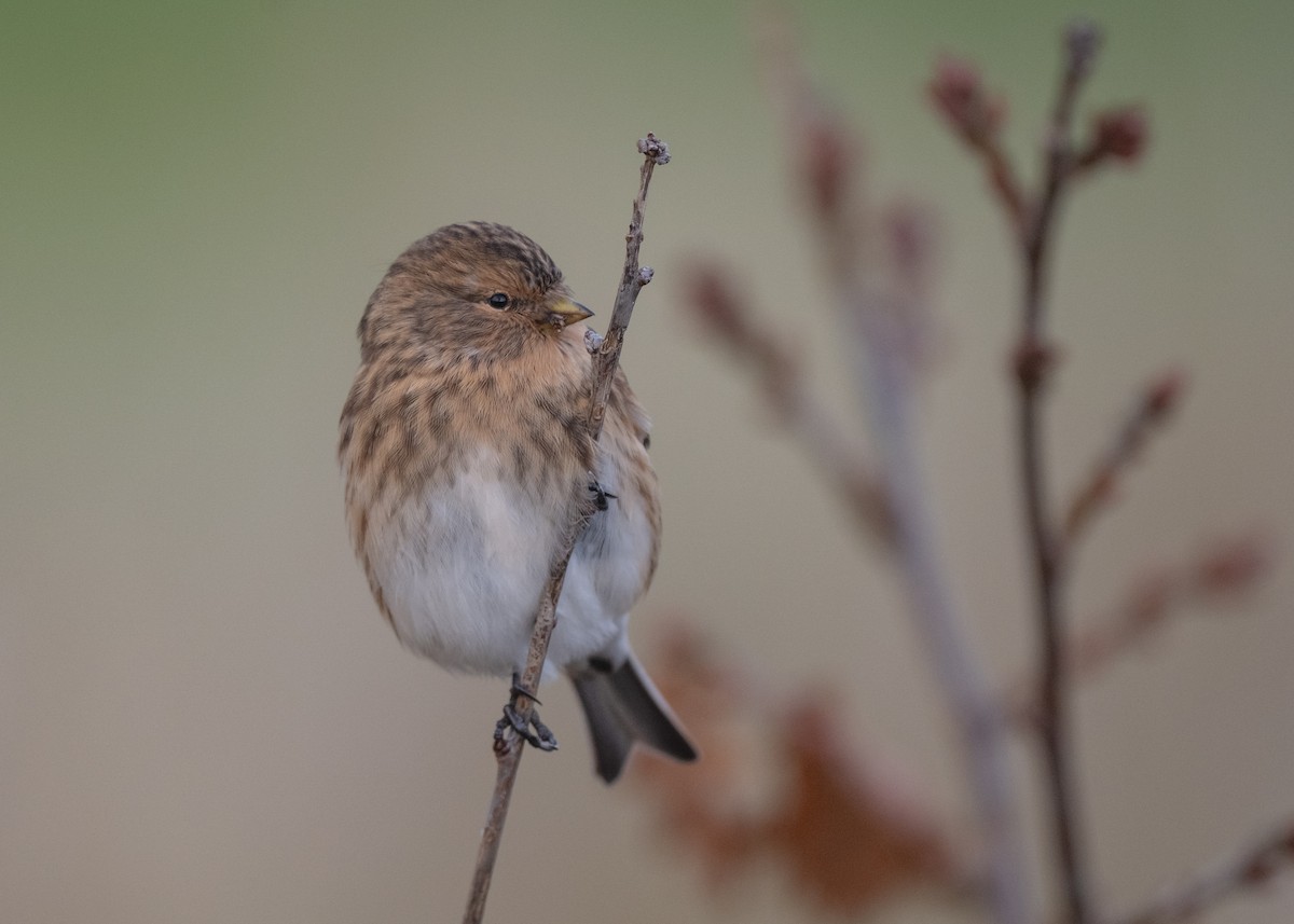 Twite - ML646152211