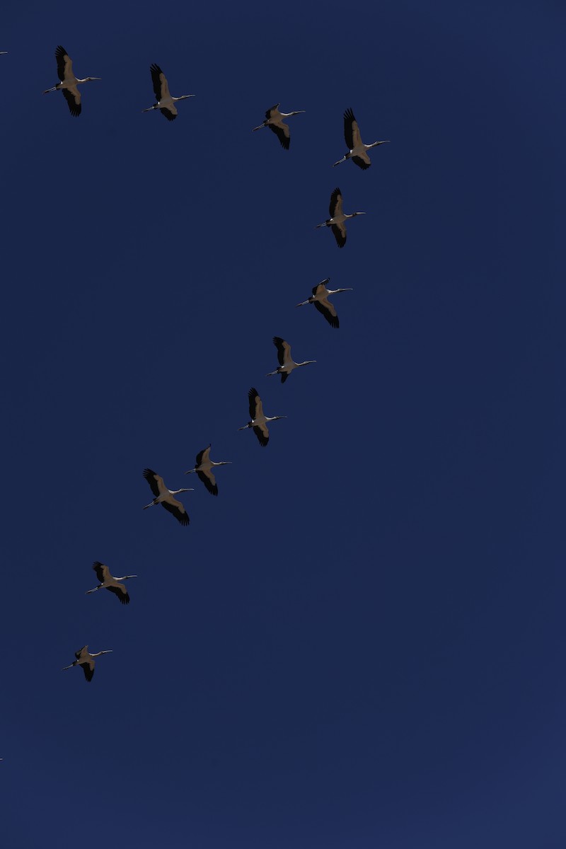 Wood Stork - ML646152212